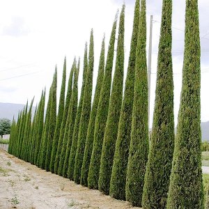 Cyprus vždyzelený (Cupressus sempervirens) ´PYRAMIDALIS´(-13°C) výška 60-80cm, kont. C3L 